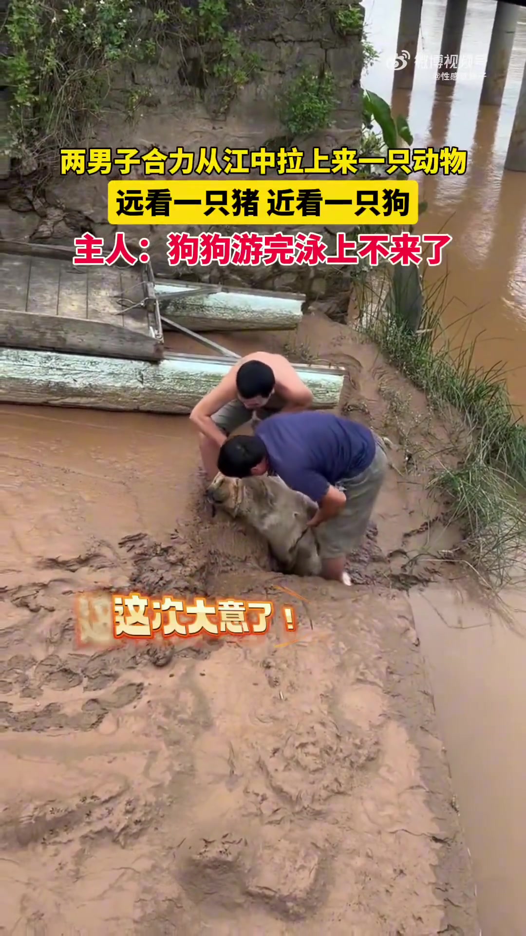 两男子从江中拉上动物，远看猪近看狗，主人称狗游完上不来了