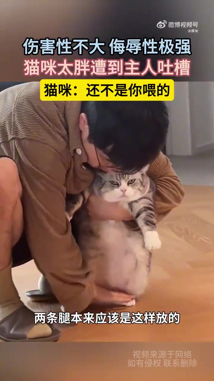 伤害性不大，侮辱性极强，猫咪太胖遭到主人吐槽