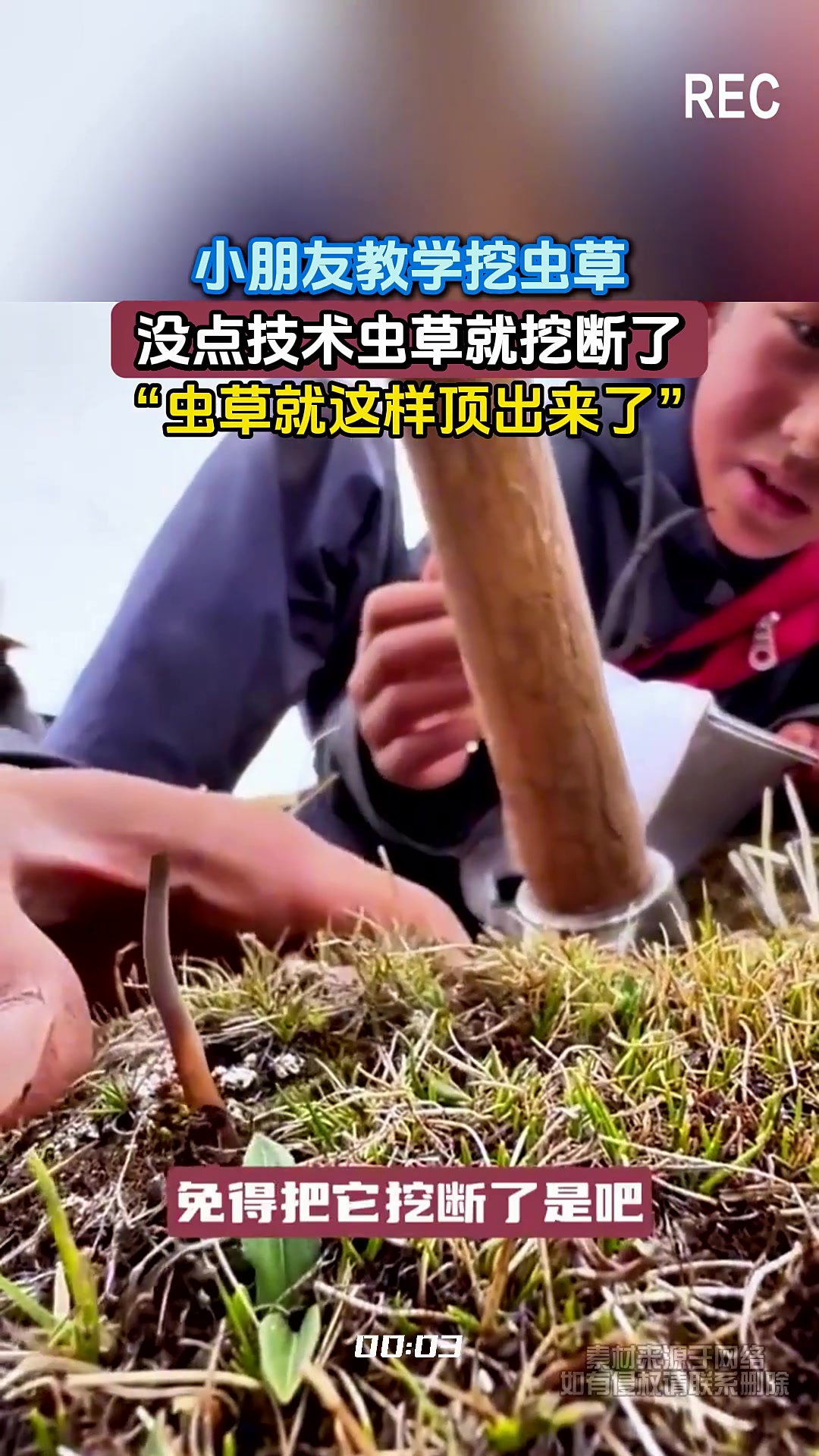 小朋友教学挖虫草，没点技术虫草就挖断了