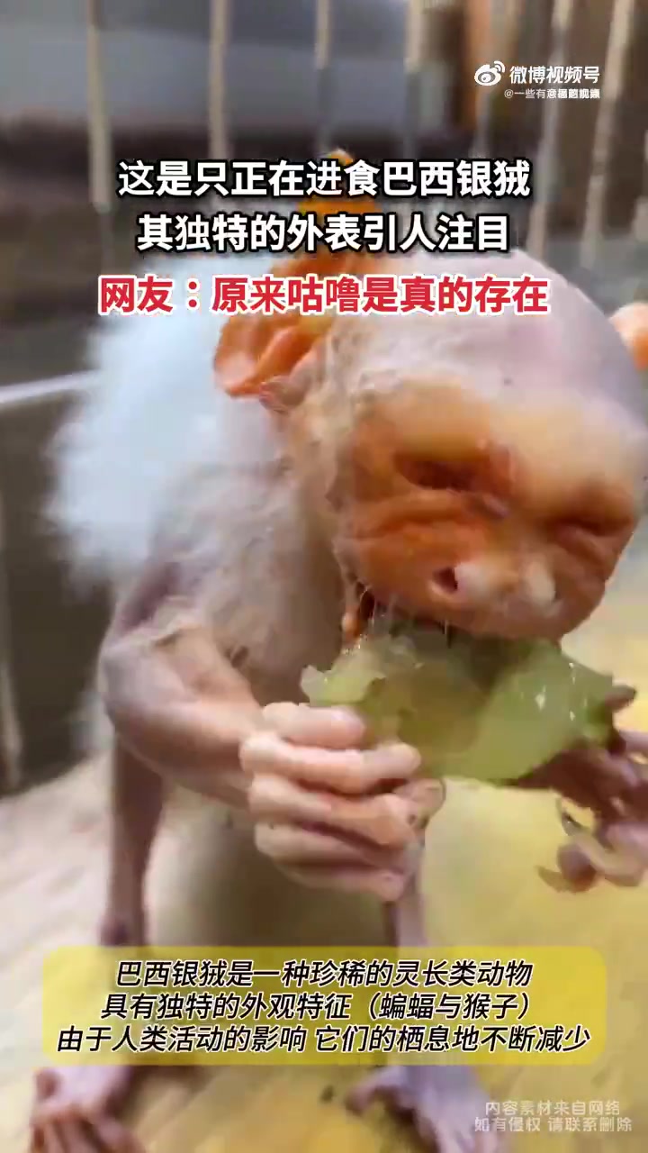 一只巴西银绒正在进食，独特的外表十分引人注目