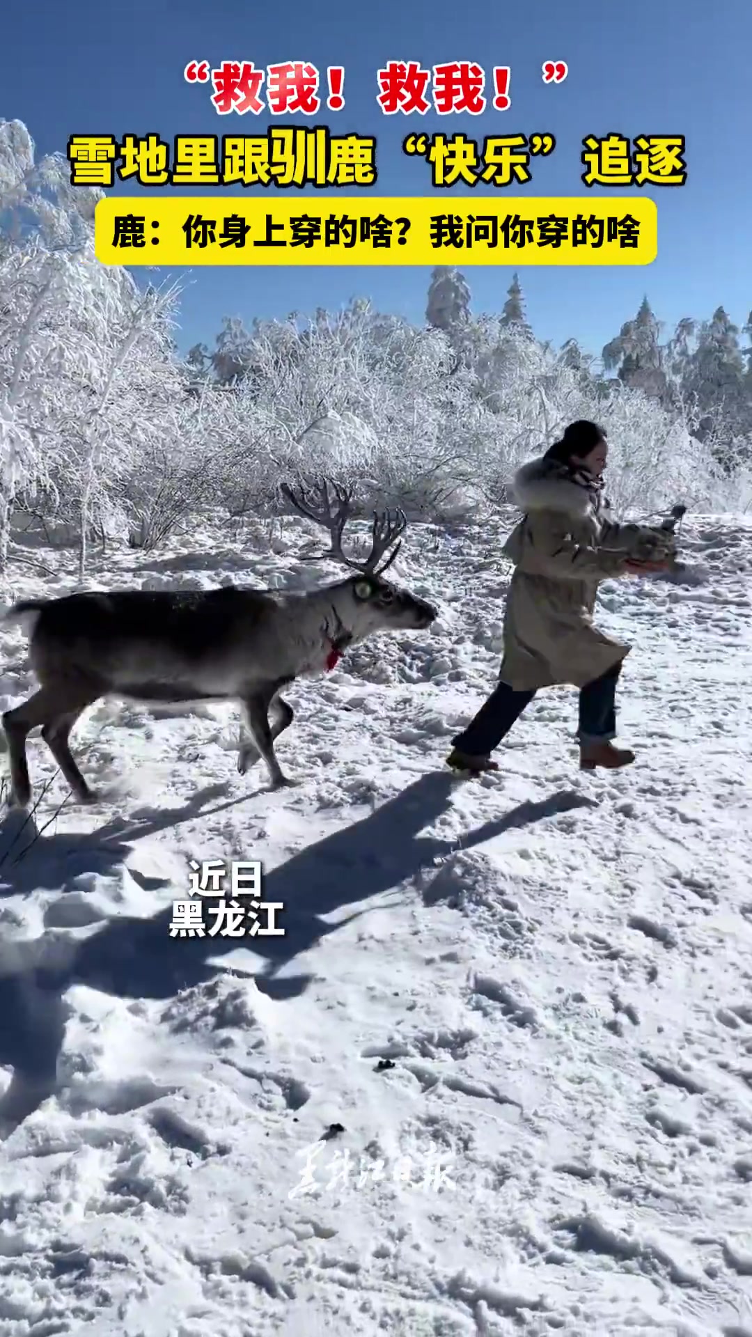 雪地里跟驯鹿“快乐”追逐，鹿：你身上穿的啥我问你穿的啥