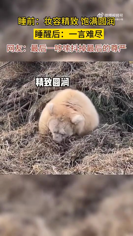 睡前睡后怎么差这么多呢大白熊冬眠前后对比！