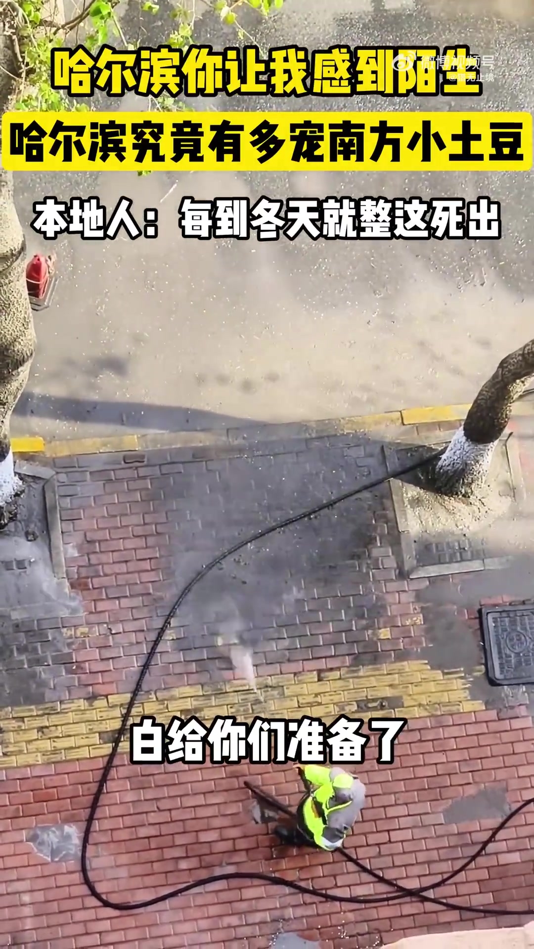 哈尔滨到底有多宠南方小土豆