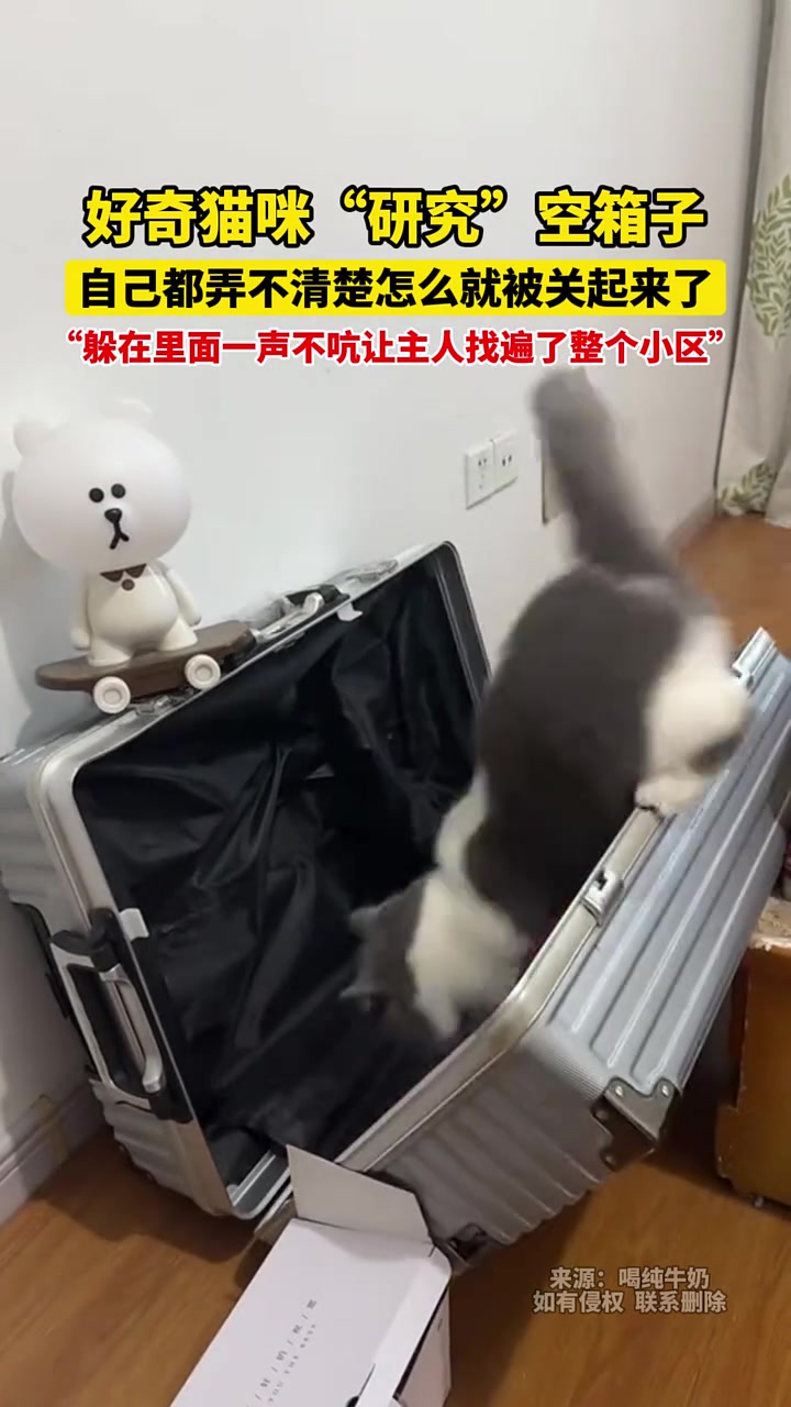 好奇猫咪“研究”空箱子，自己都弄不清楚怎么就被关起来了