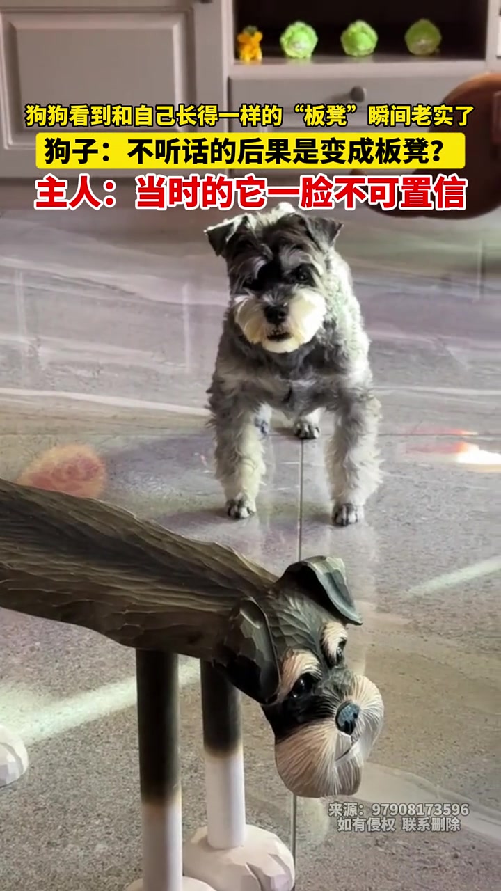 狗狗看到和自己长得一样的“板凳”瞬间老实了