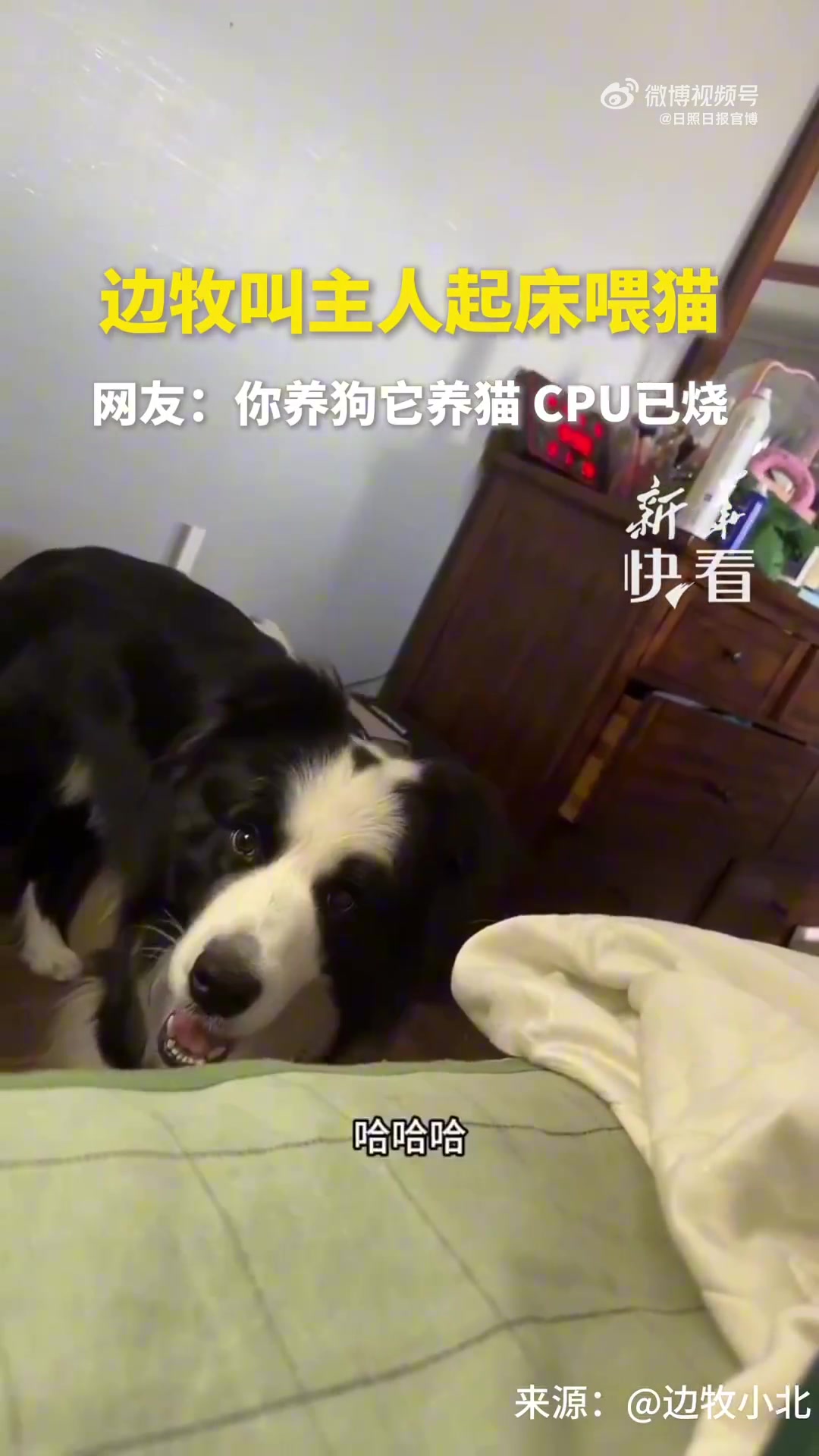 主人记录边牧犬喊自己起床喂猫过程，全程与自己交流毫无障碍