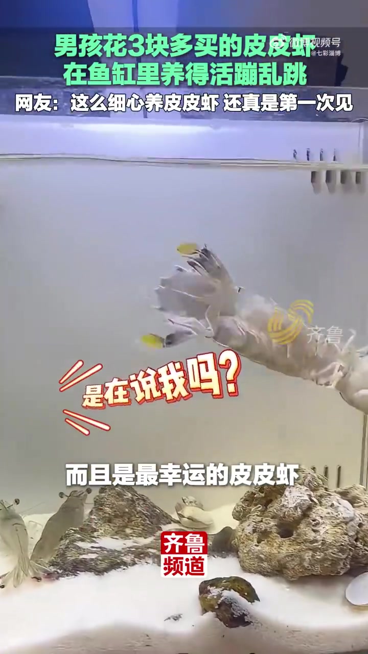 男孩花3块多买的皮皮虾，在鱼缸里养得活蹦乱跳！