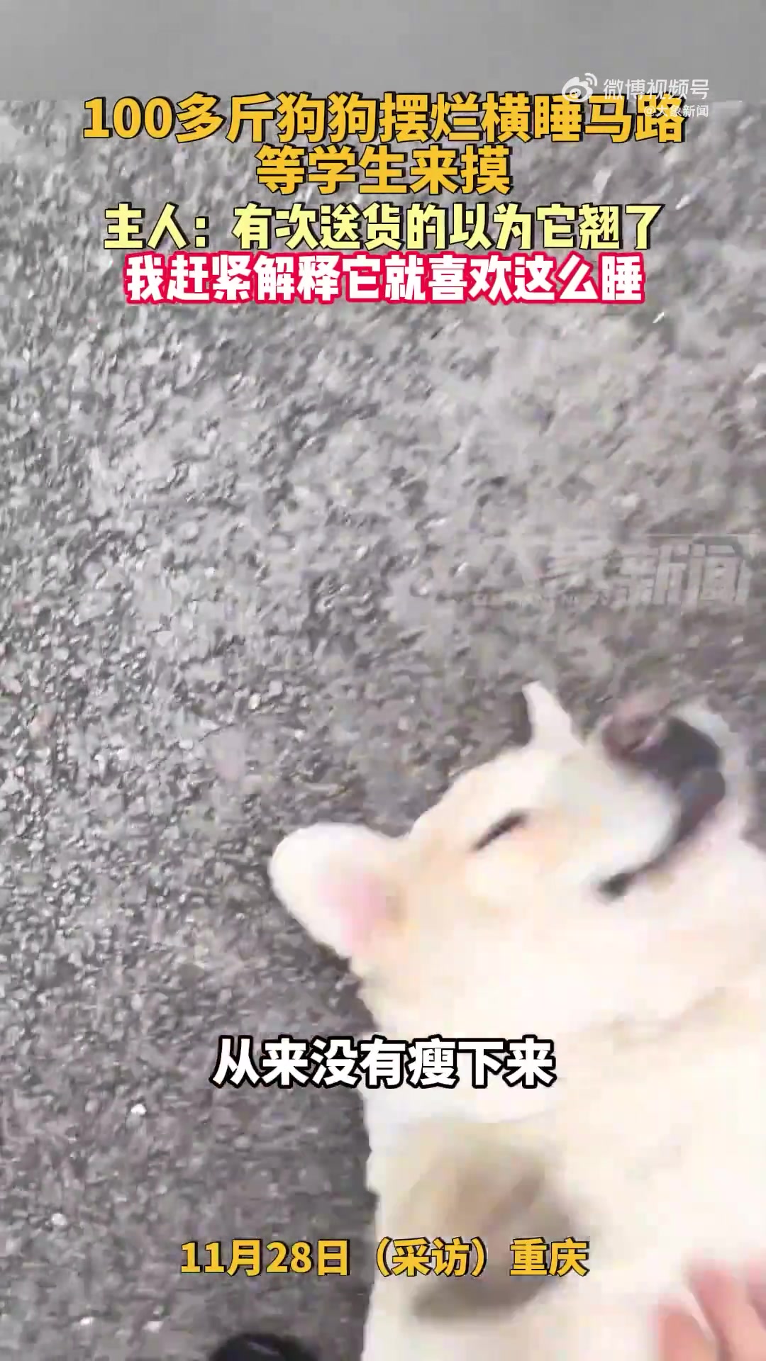 100多斤狗狗摆烂横睡马路等撸！