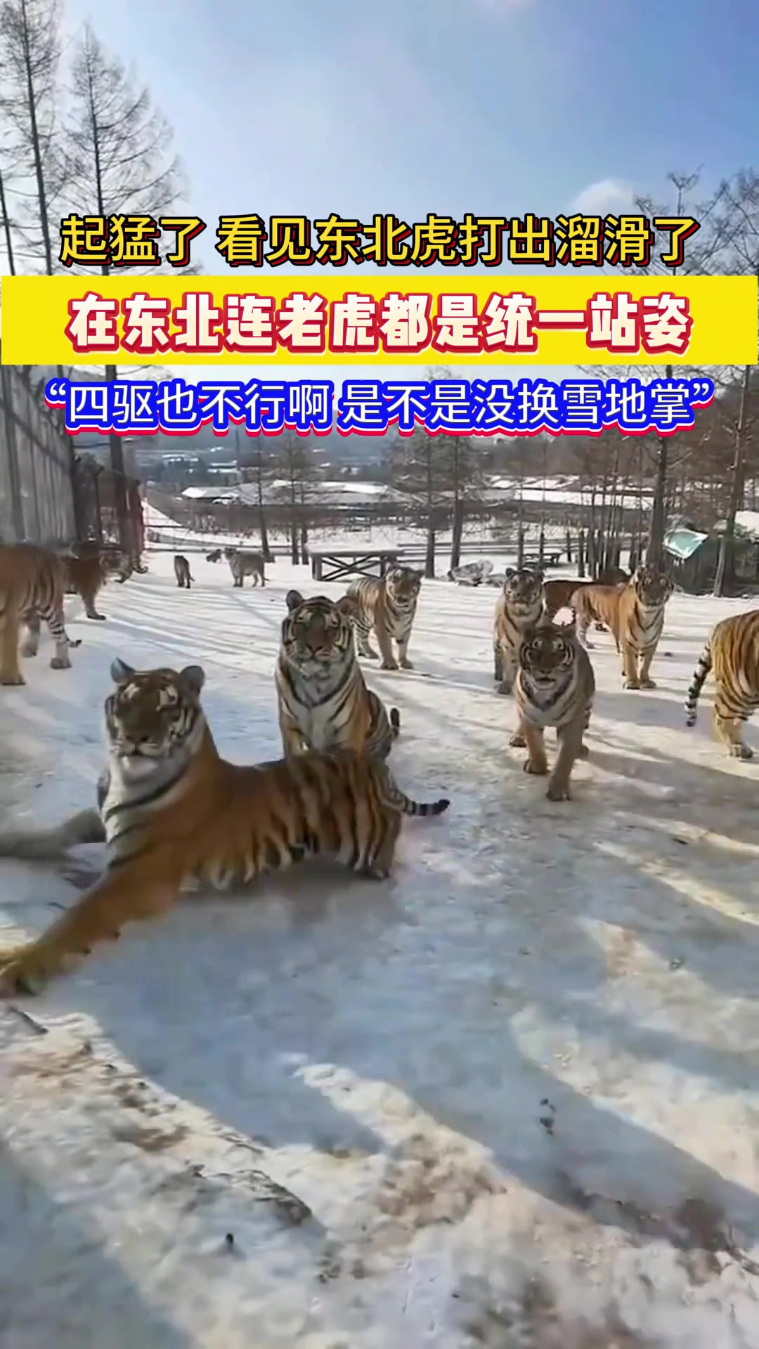 老虎都刹不住车了！四驱也不行啊