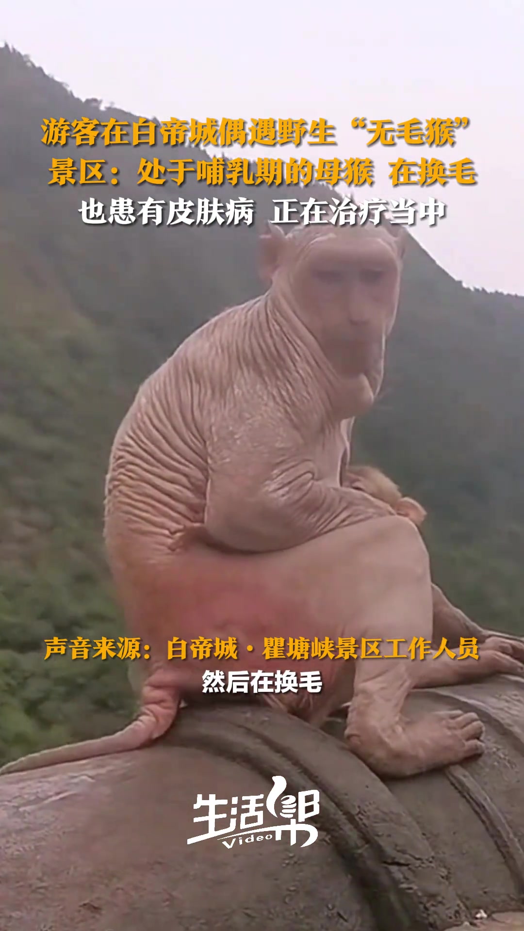 游客在白帝城偶遇野生无毛猴景区：是处于哺乳期的母猴在换毛