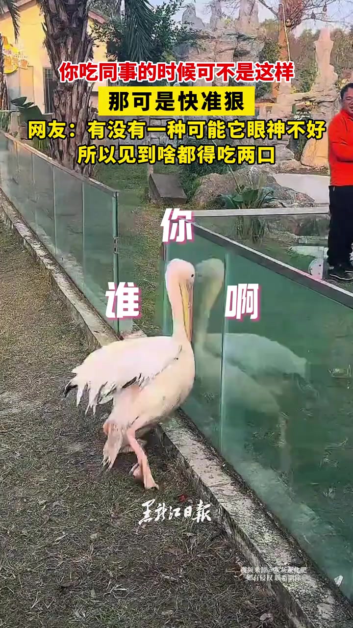 你吃同事的时候可不是这样网友：有没有一种可能它眼神不好