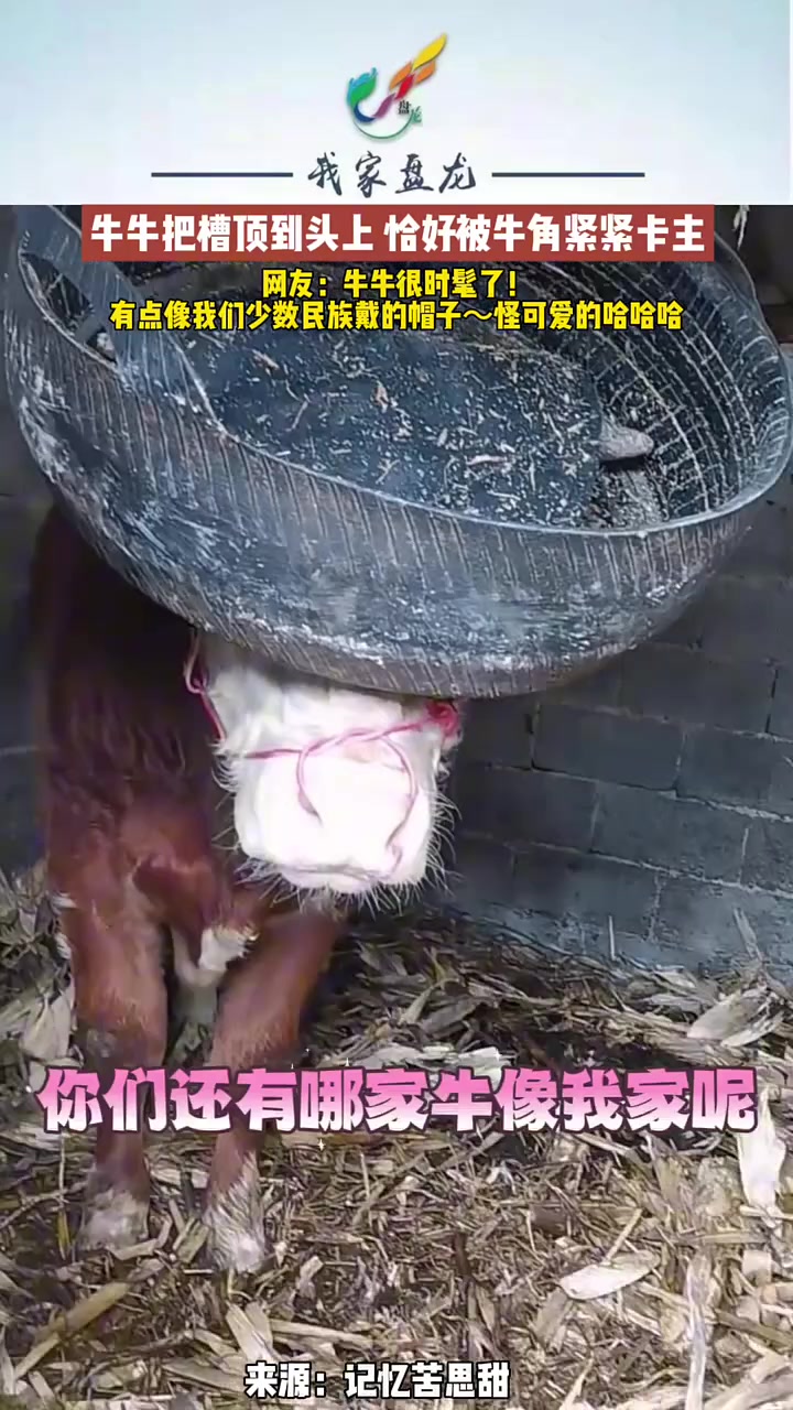 牛牛把槽顶到头上恰好被牛角紧紧卡主，网友：牛牛很时髦了！