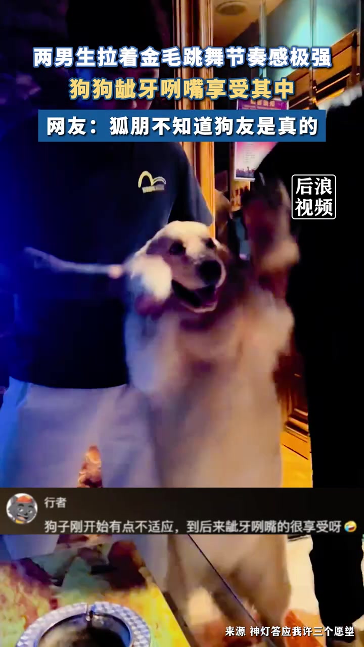 两男生拉着金毛跳舞节奏感极强，网友：狐朋不知道狗友是真的