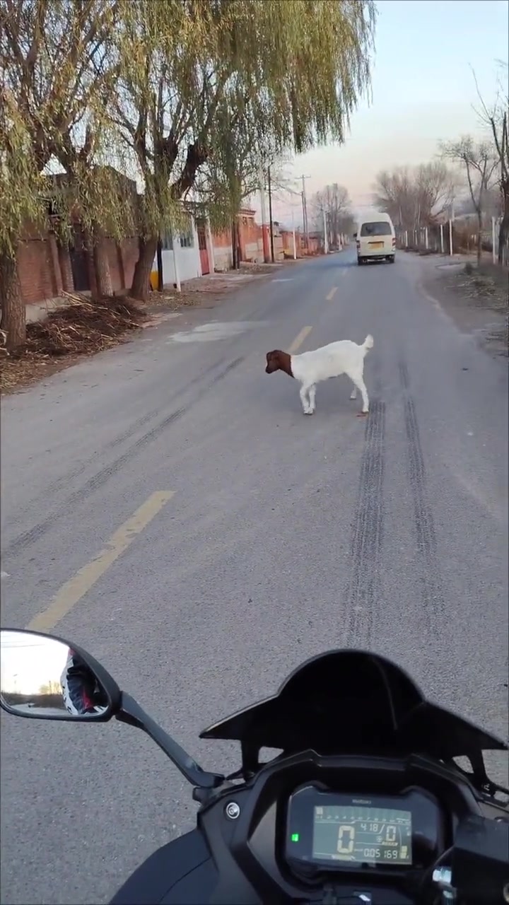 动物也知道助跑的作用
