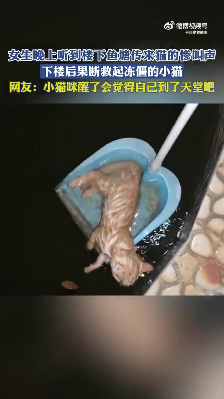 女生夜闻楼下鱼塘猫惨叫，救起冻僵小猫