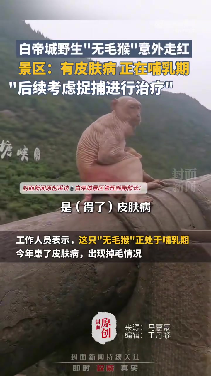 白帝城野生“无毛猴”意外走红