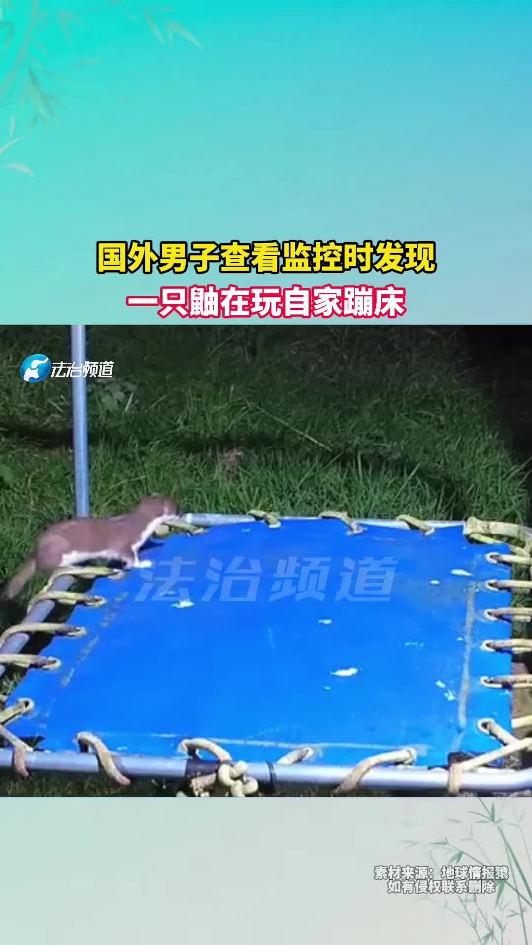 国外男子查看监控时，发现一只鼬在玩自家蹦床