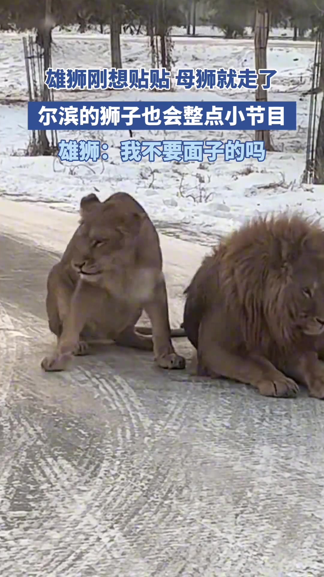 雄狮：我不要面子的吗
