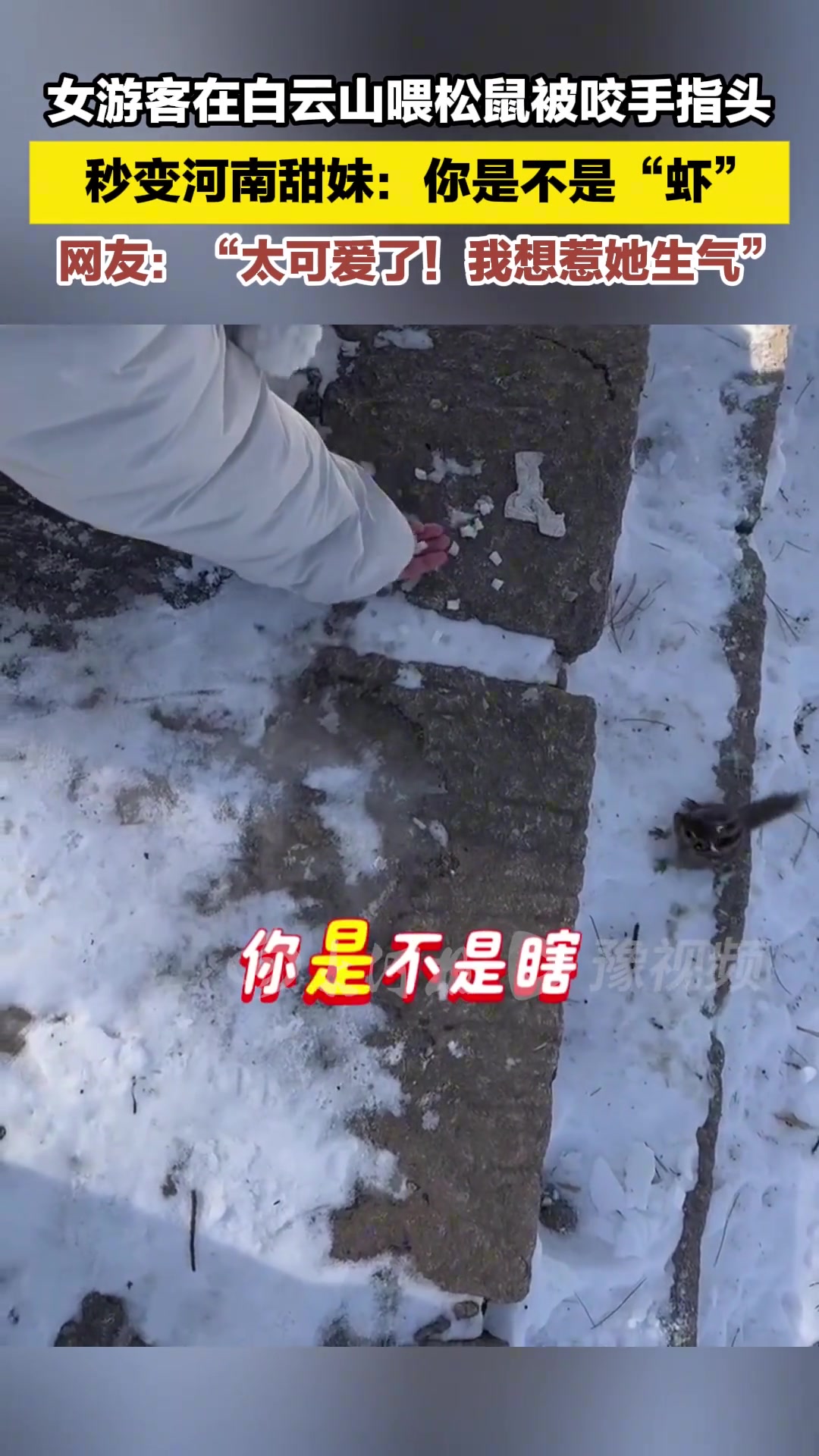 女游客在白云山喂松鼠被咬手指头，秒变河南甜妹：你是不是“虾”