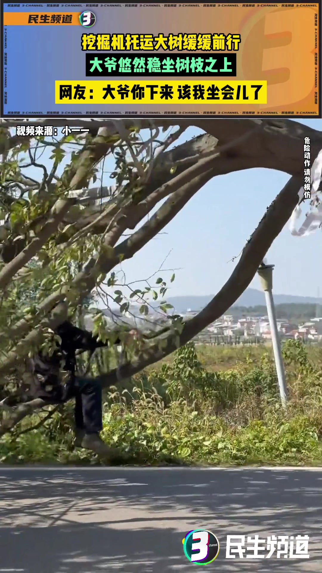 挖掘机托运大树缓缓前行，大爷悠然稳坐树枝之上