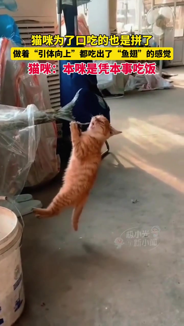 猫咪为了口吃的也是拼了，做着“引体向上