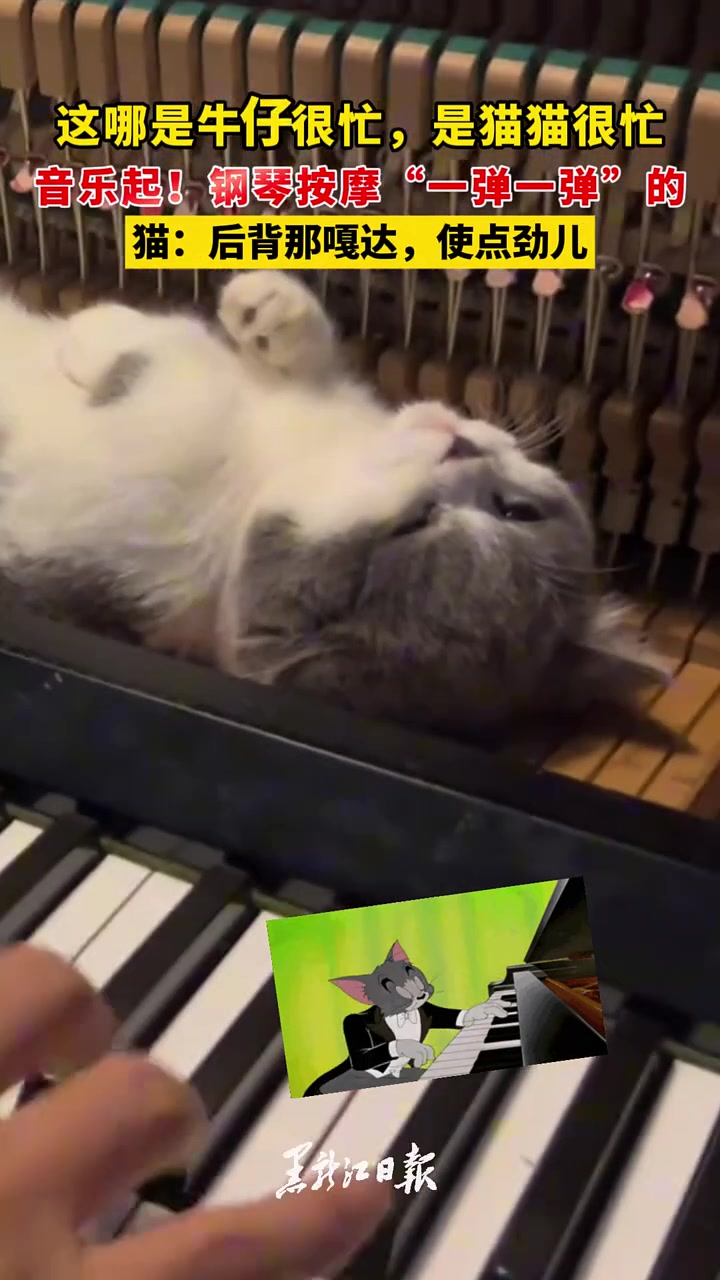 这哪是牛仔很忙，是“猫猫很忙，音乐起！钢琴按摩