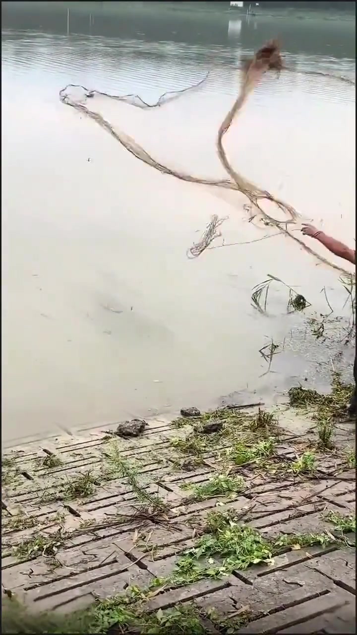 大爷这是鱼太多了吗才撒网就开始收鱼了