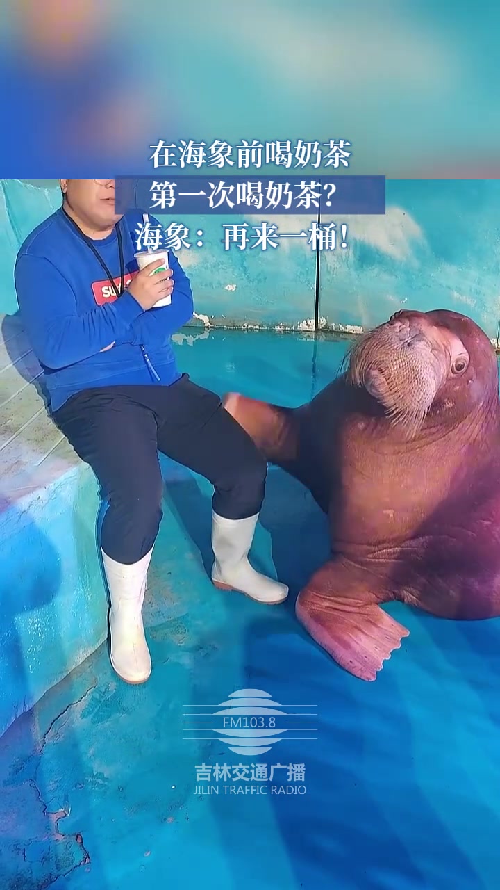 海象喝奶茶用桶