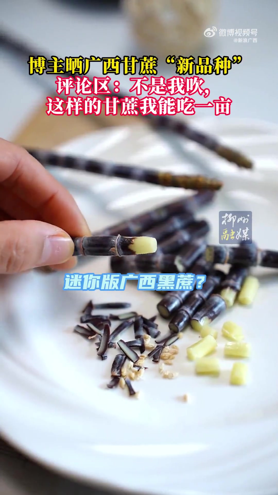 广西甘蔗居然还有新品种！