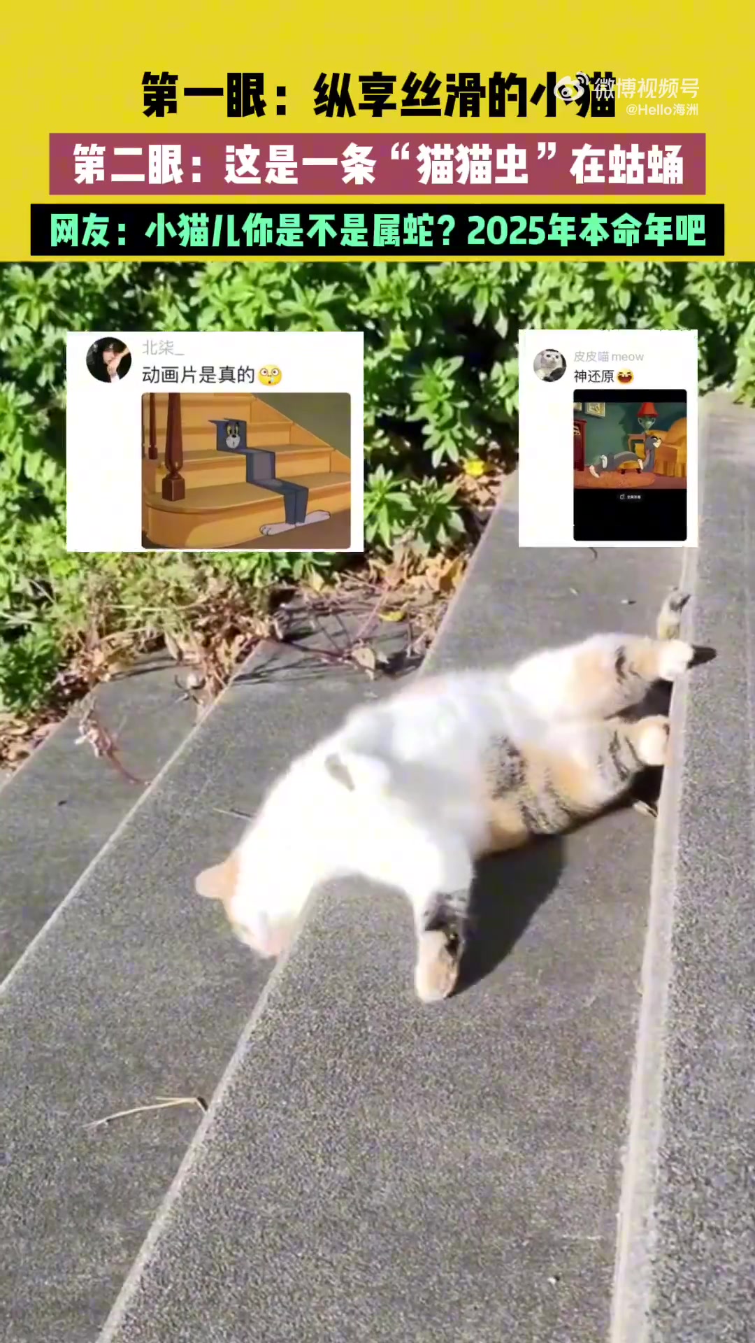 小猫儿你是不是属蛇2025年本命年吧！