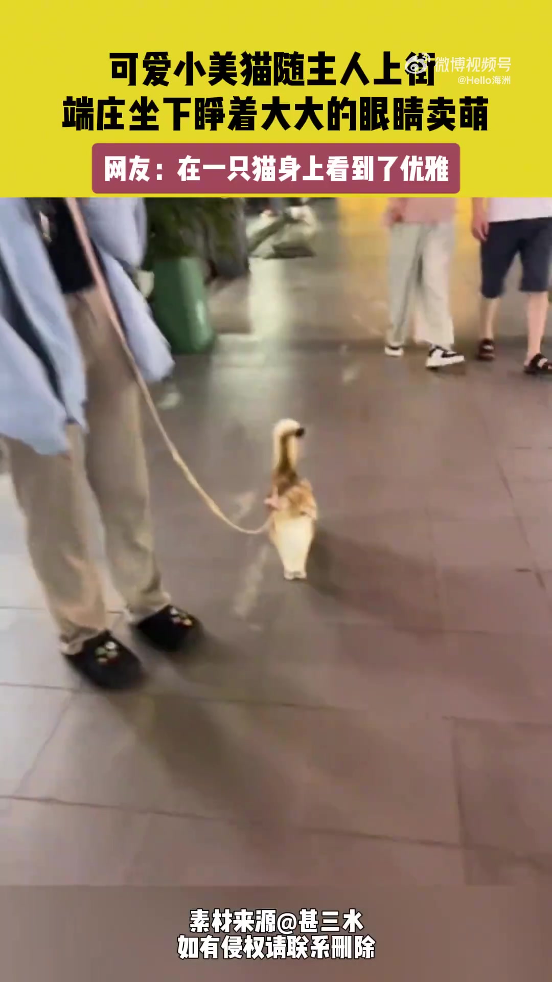 可爱小美猫随主人上街，端庄坐下睁着大大的眼睛卖萌