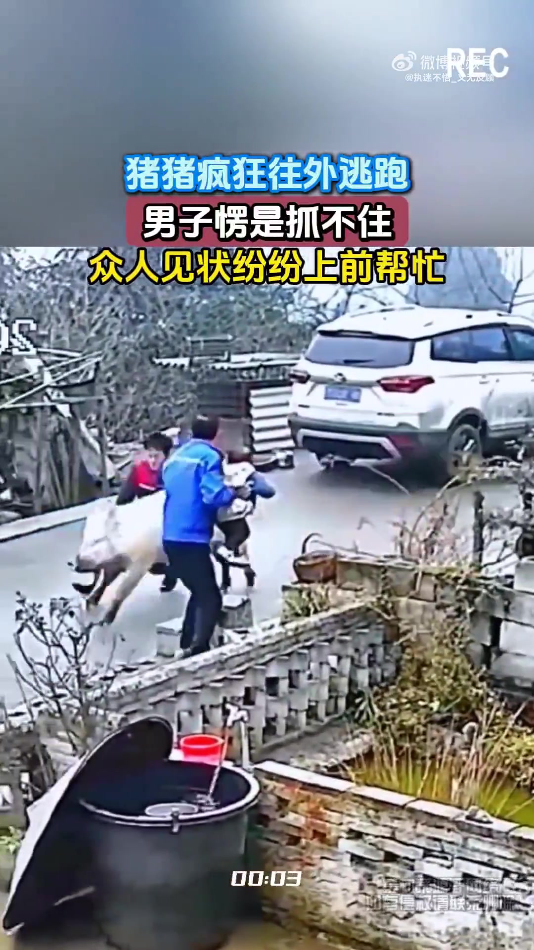 猪猪疯狂往外逃跑，男子愣是抓不住，众人见状纷纷上前帮忙