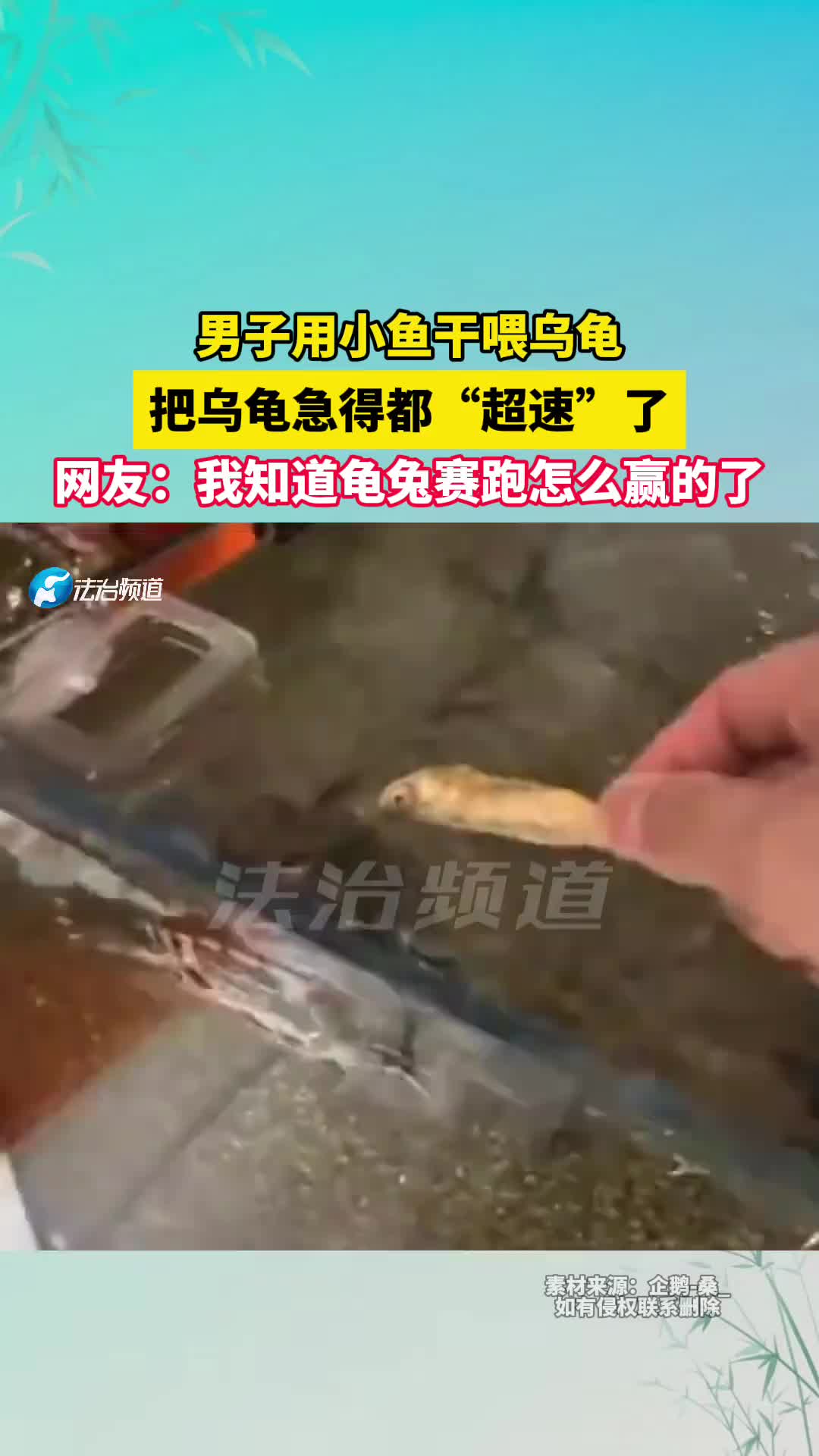 男子用小鱼干喂乌龟，把乌龟急得都“超速”了！