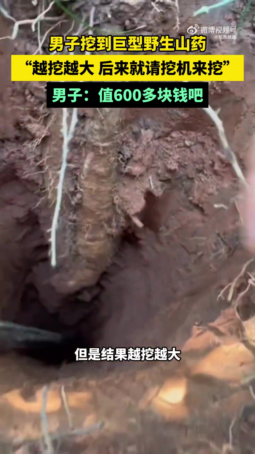 男子挖山药，以为挖到了一颗普通的山药，结果是一颗巨型野生山药