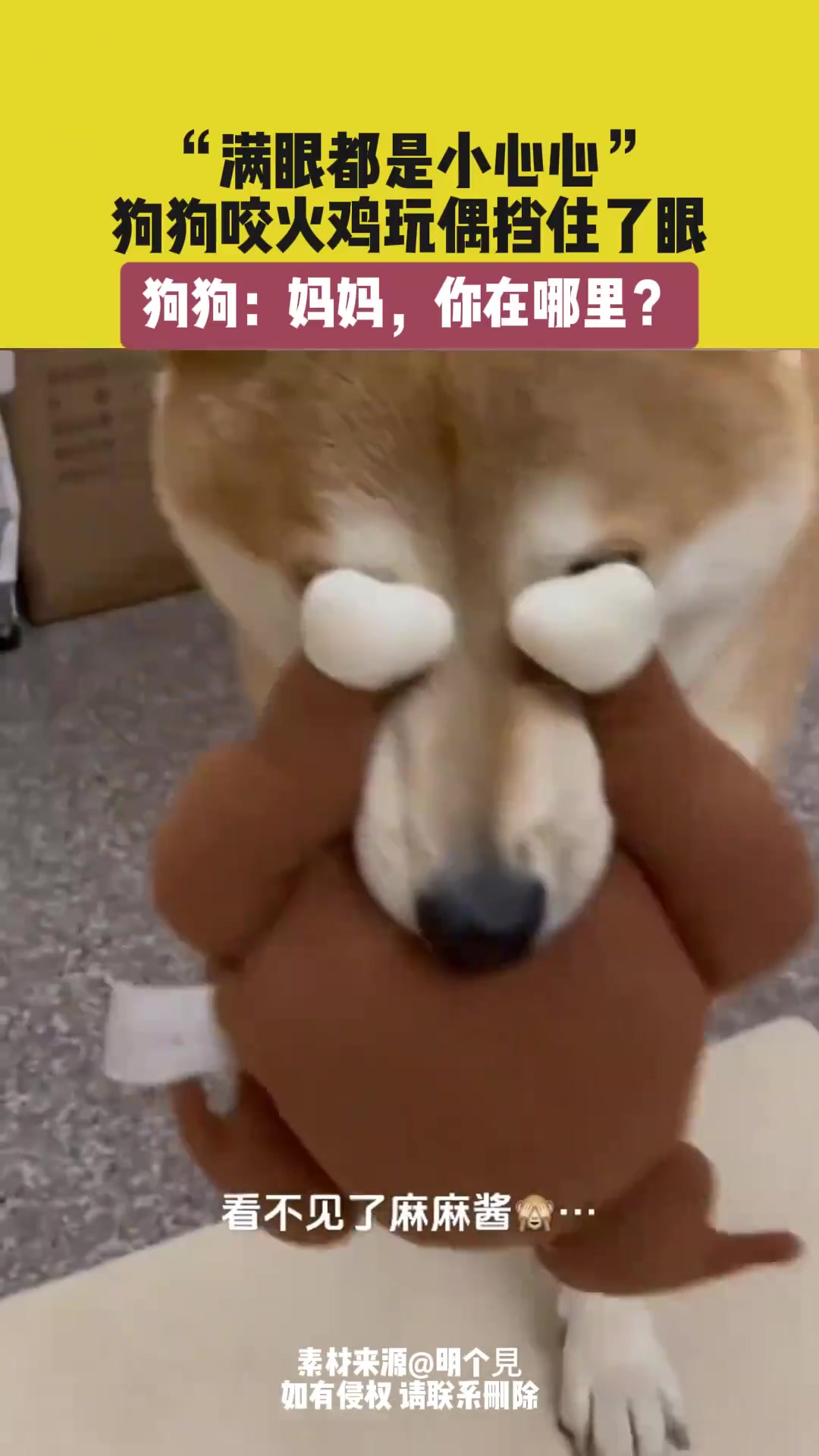 狗子被玩偶挡眼满眼都是小心心