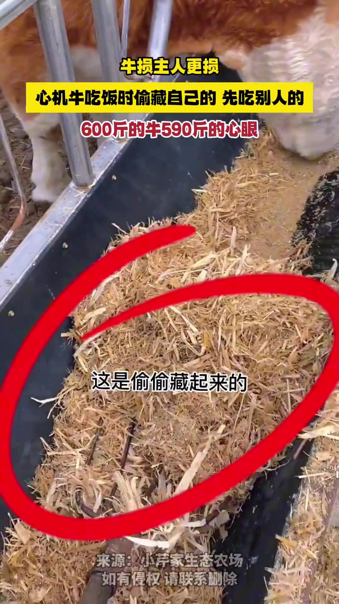 牛牛耍心眼儿，把自己的草藏起来，但是牛主人比它还损
