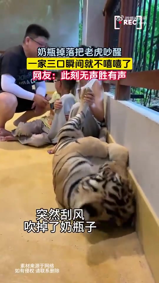 奶瓶掉落把老虎吵醒，一家三口瞬间就不嘻嘻了！