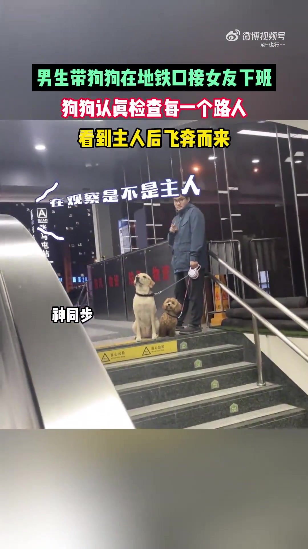 男生带狗狗在地铁口接女友下班，狗狗看到主人后飞奔而来