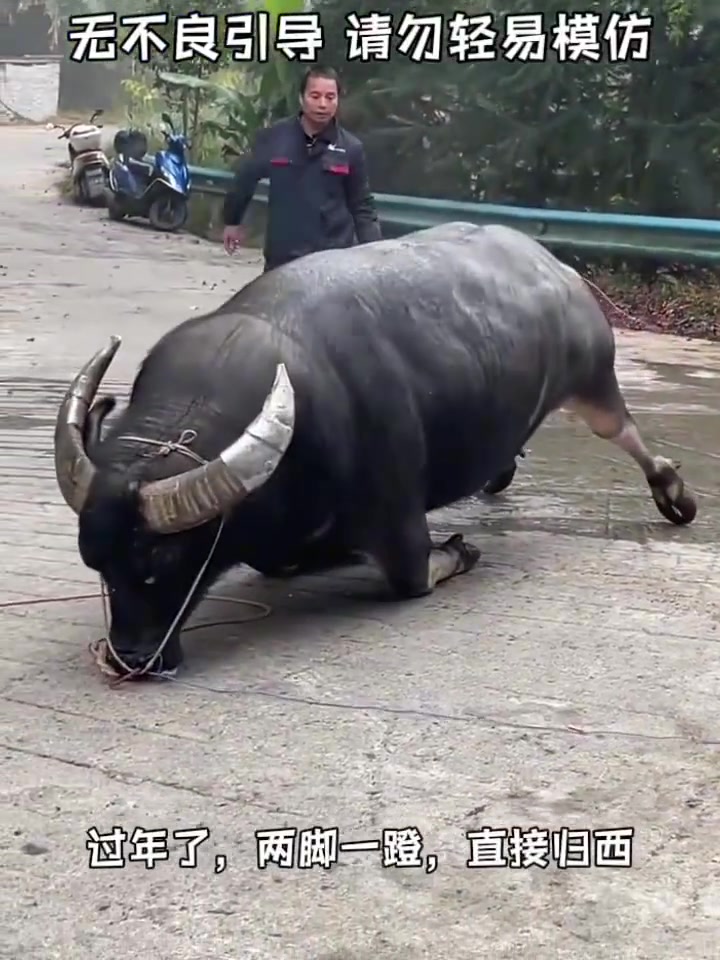 只要一秒钟这杀牛速度
