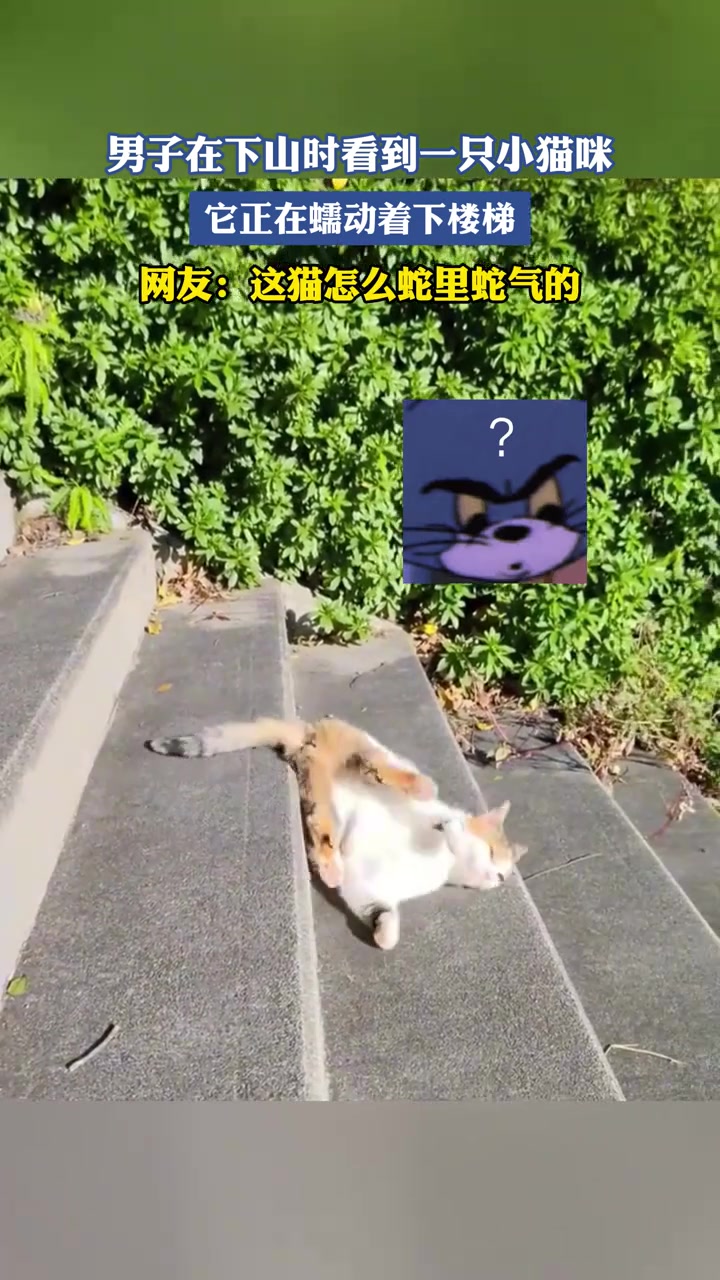 这猫怎么蛇里蛇气的！男子在下山看到一只小猫咪正蠕动着下楼梯