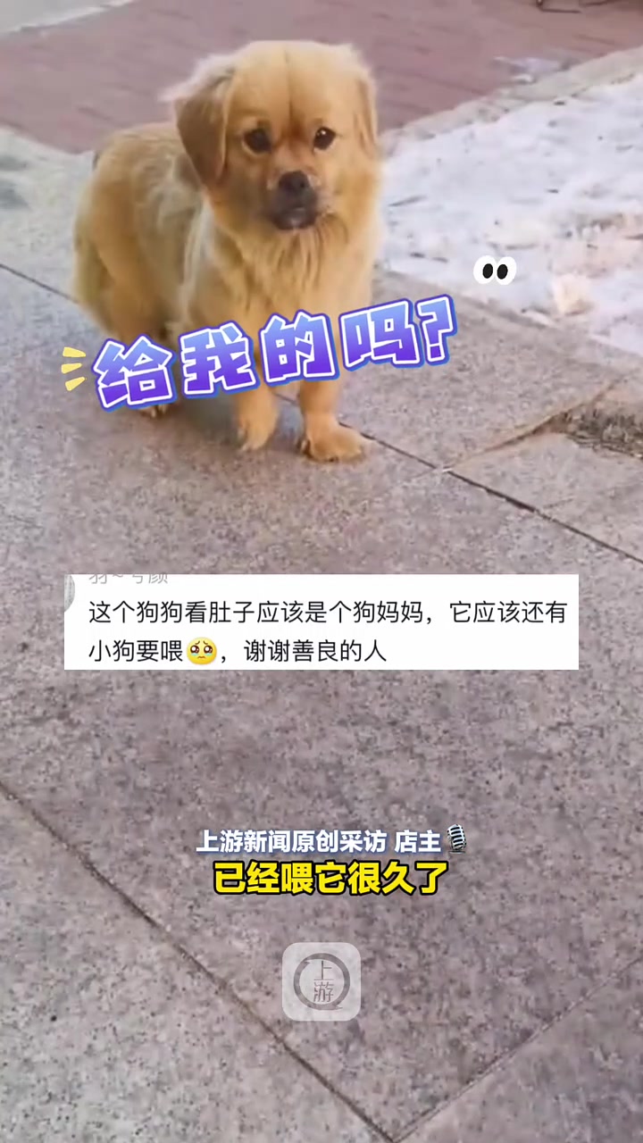 女孩拿鸡腿喂流浪狗，小狗反复回头看女孩