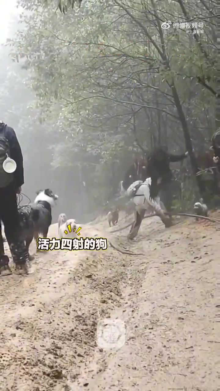 主人带狗狗雨天徒步画面简直太搞笑