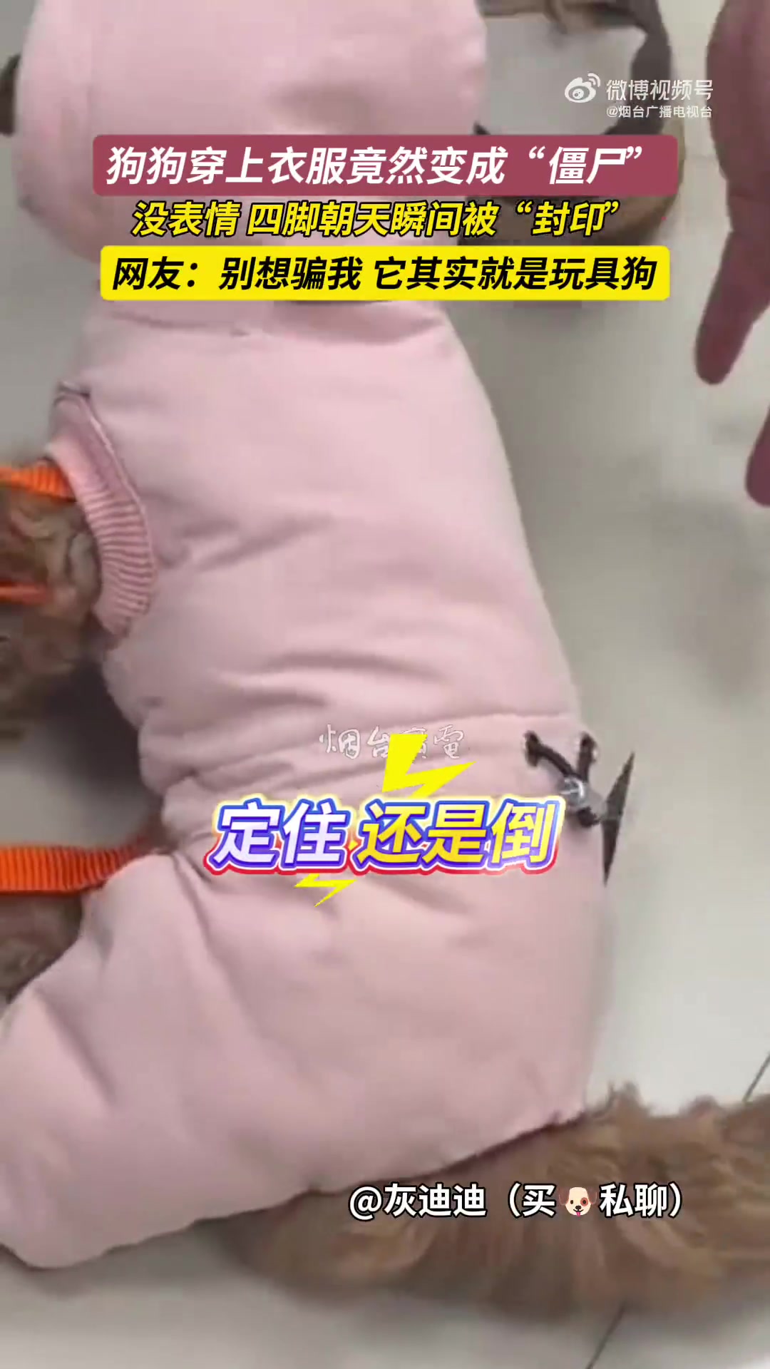 狗狗穿上衣服后变“僵尸”，一动不动，瞬间被封印