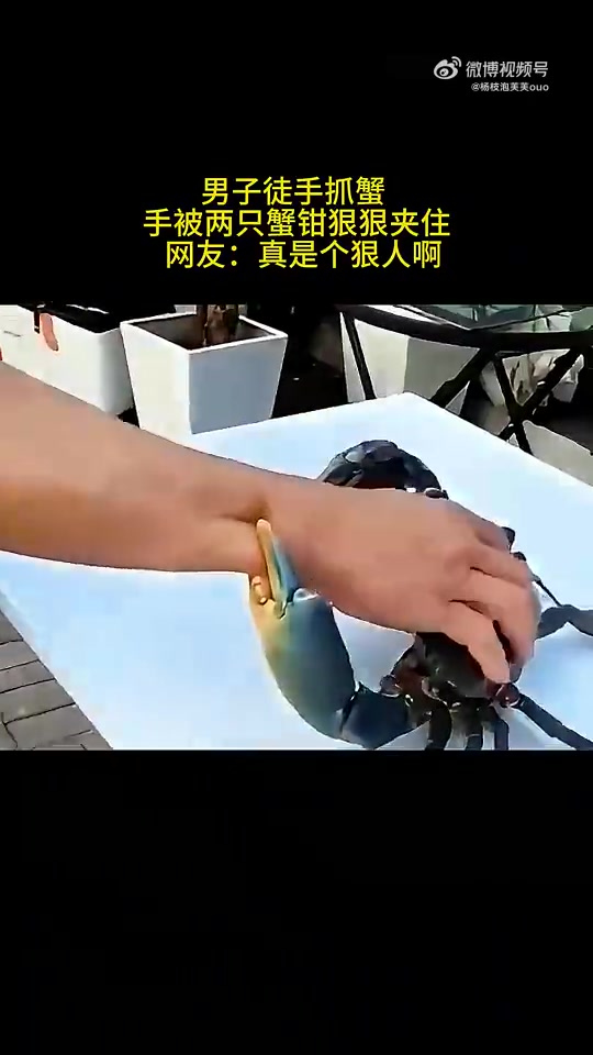 男子徒手抓蟹手被两只蟹钳狠狠夹住