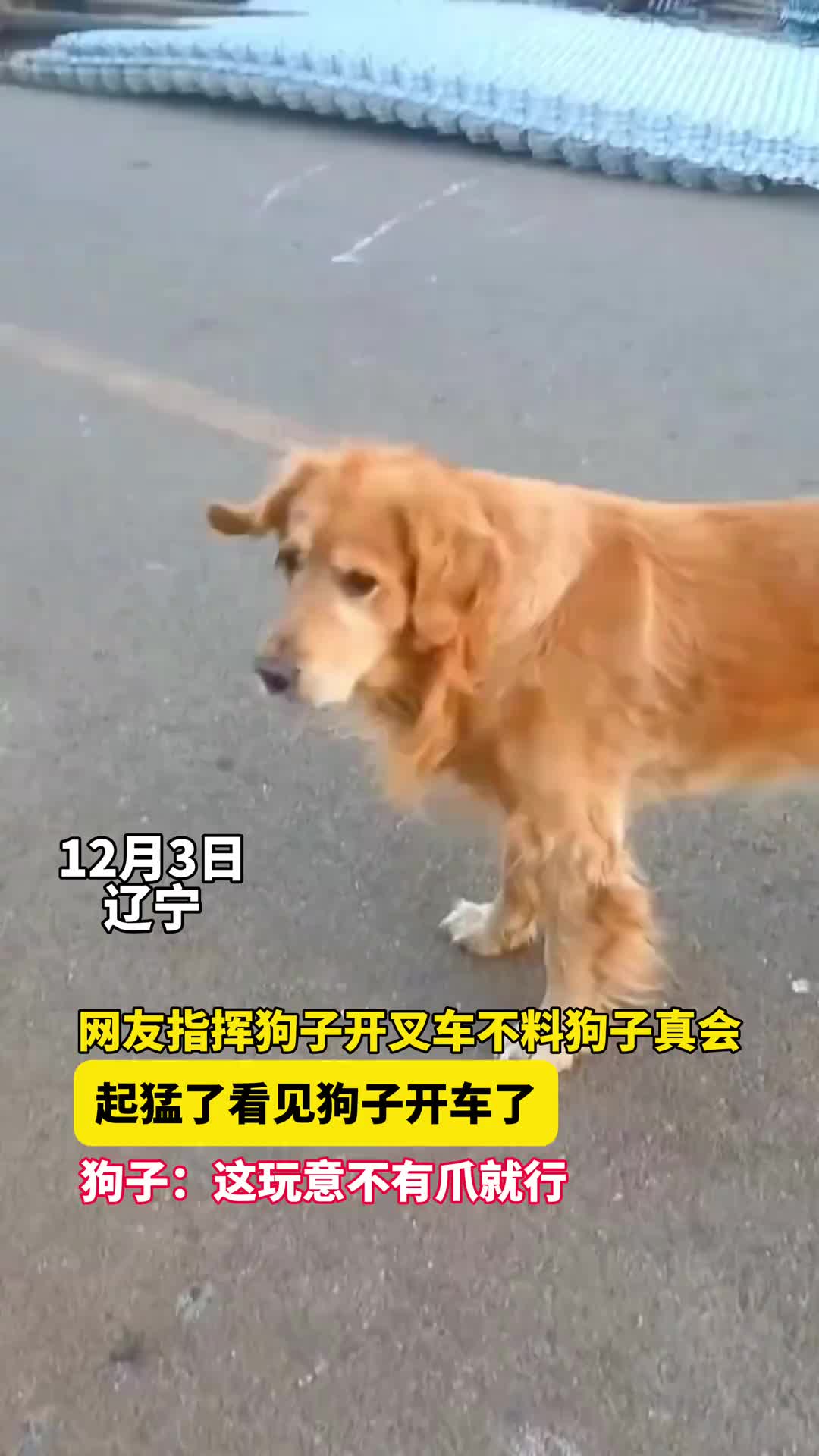 我教练说方向盘绑个烧饼，狗都会开