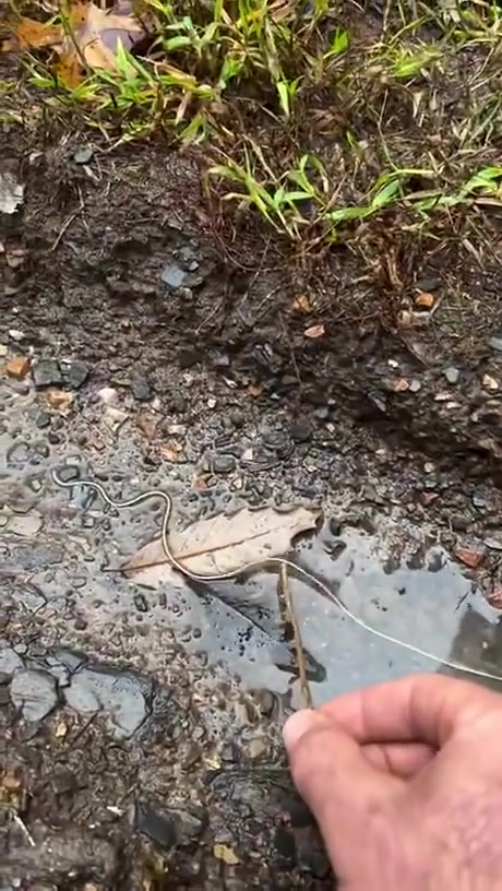 对付寄生虫的正确手段！