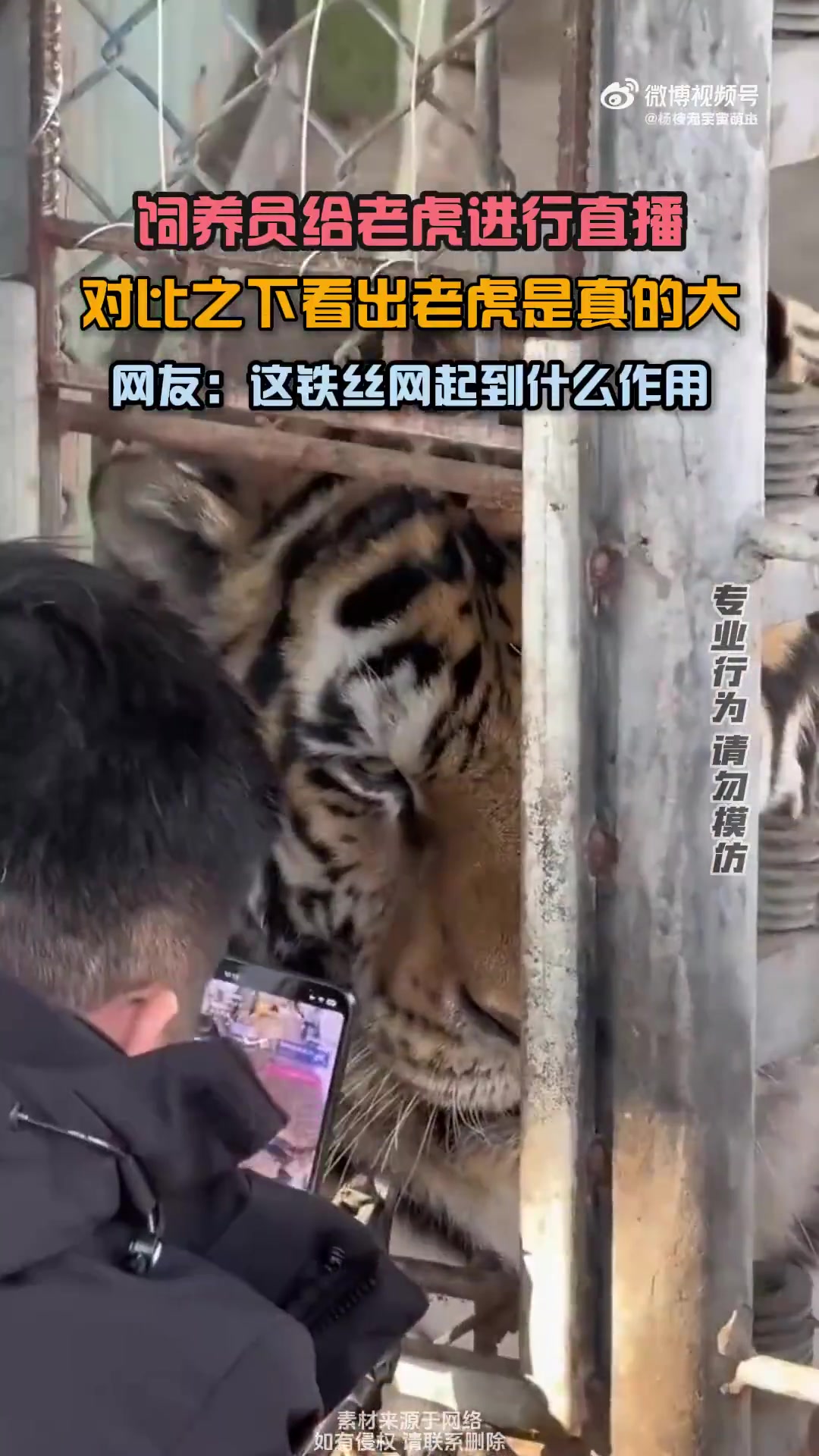 饲养员给老虎进行直播，对比之下看出老虎是真的大！