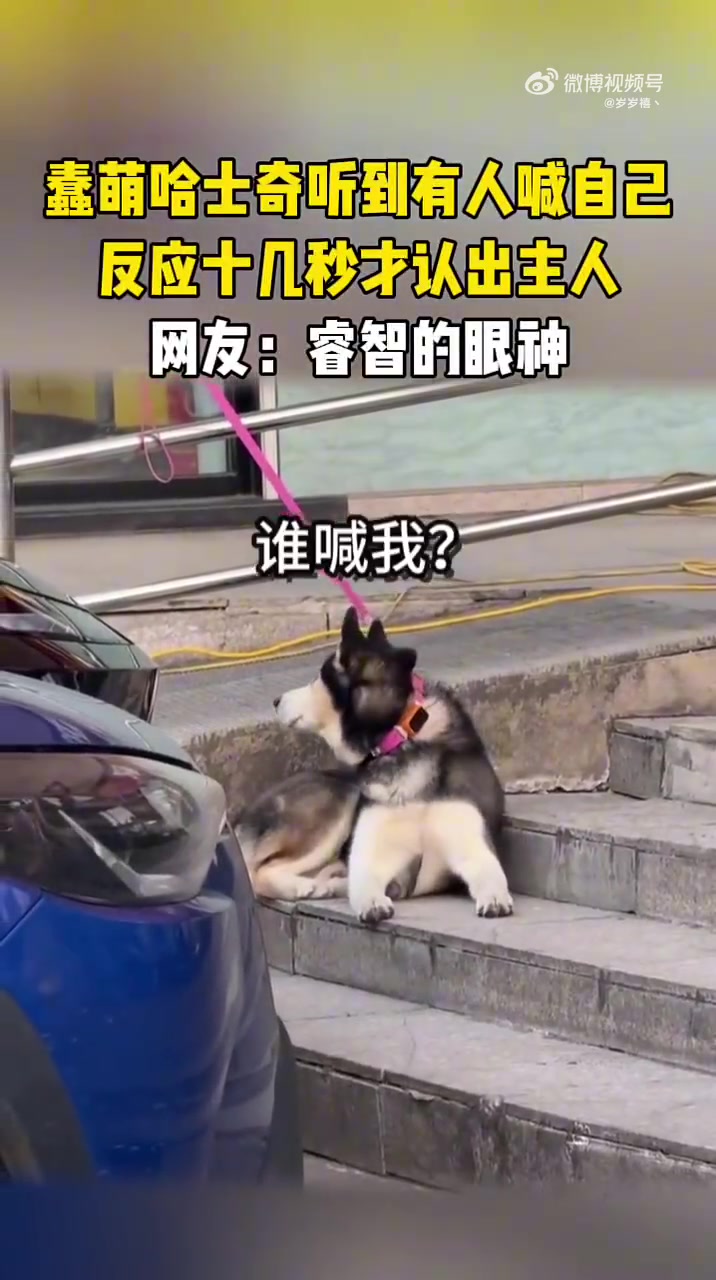蠢萌哈士奇听到有人喊自己，反应十几秒才认出主人