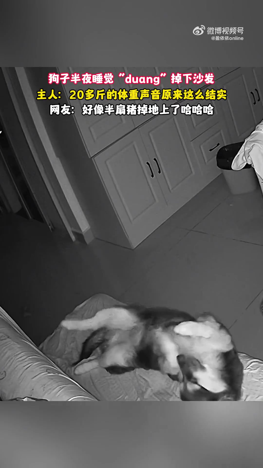 狗子半夜睡觉掉下沙发主人：20多斤的体重声音原来这么结实