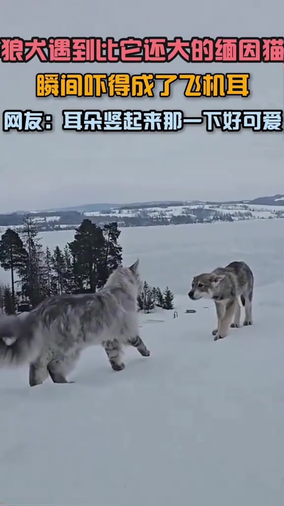 一匹狼居然被一只猫给吓到，这也颠覆了我的认知